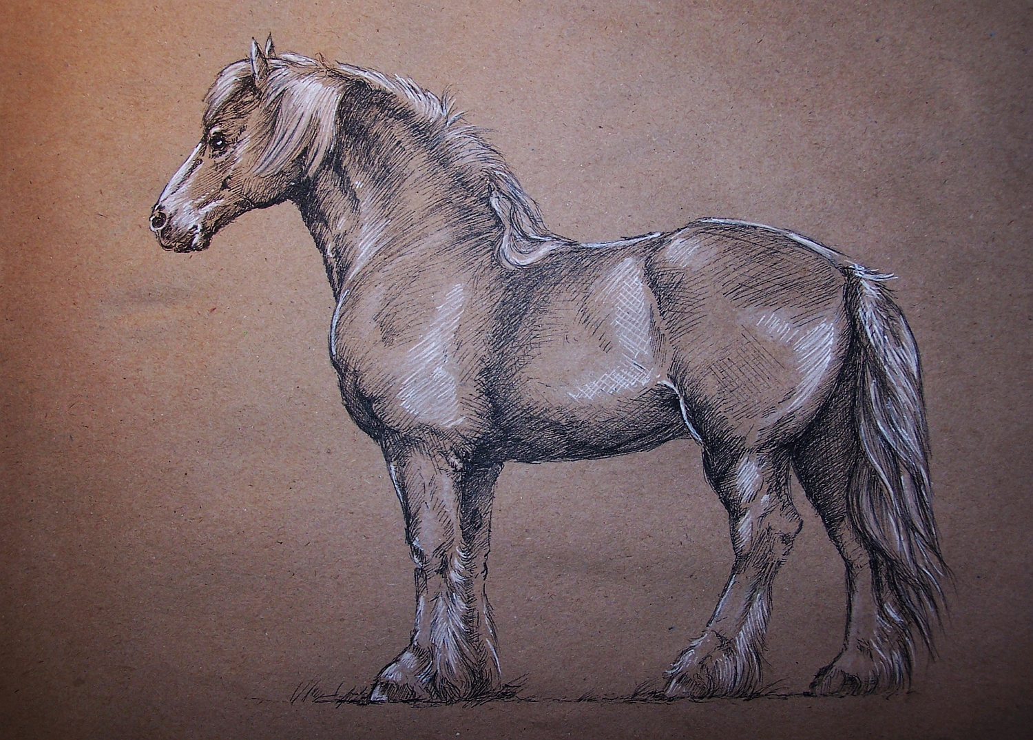 Draft horse practice