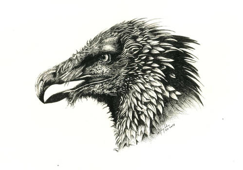 Bearded vulture