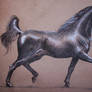 Arabian horse study