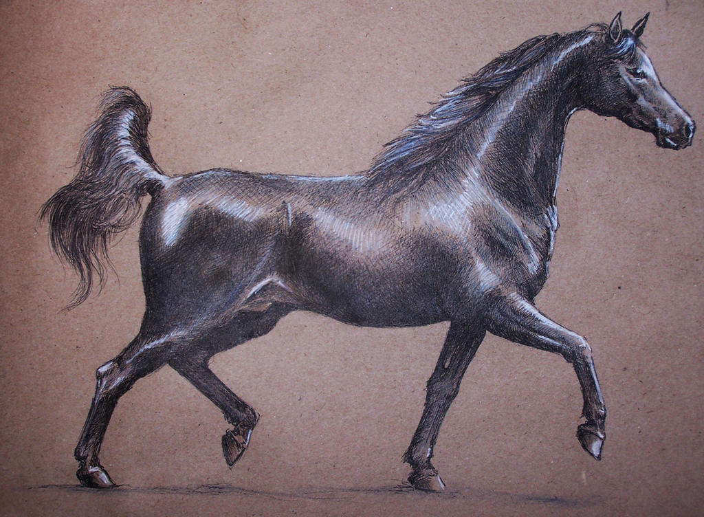 Arabian horse study