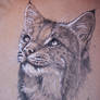 Bobcat