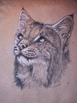 Bobcat by Concini