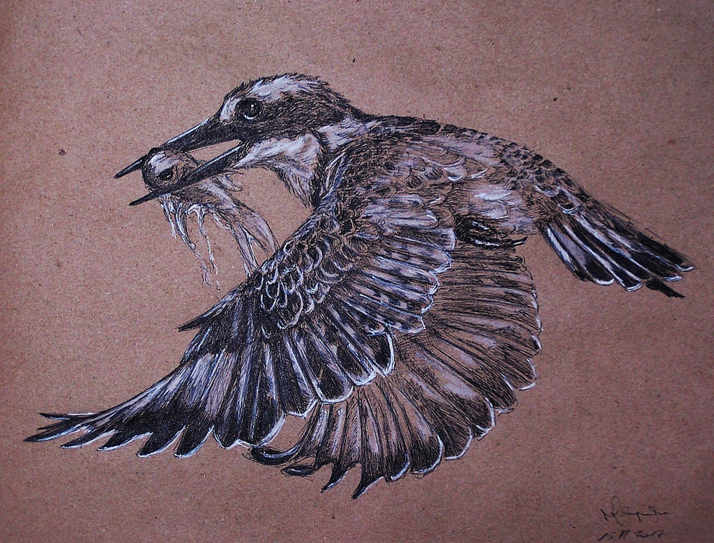 Pied kingfisher by Concini Pied kingfisher by Concini