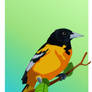 Baltimore oriole