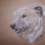 Irish Wolfhound comm.
