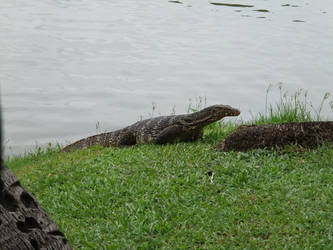 Chiangmai an animal