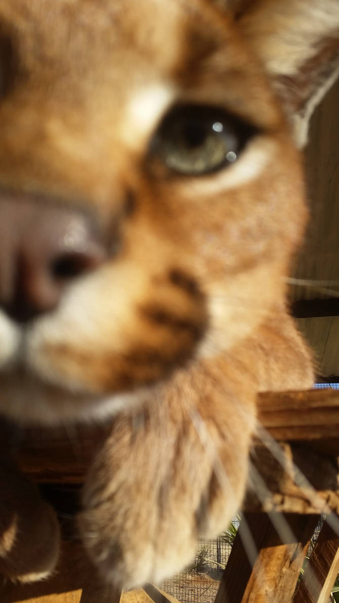 Curious Caracal