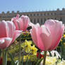 Flowers of Versailles 2