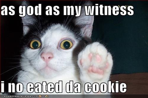 Funny Cat Pictures With Quotes 2 by tinylittlekitty on DeviantArt Funny Cat Pictures With Quotes 2 by tinylittlekitty on DeviantArt