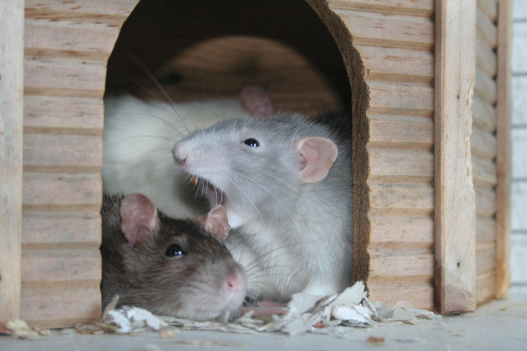 Scurring Rats screaming rat by Izusa on DeviantArt