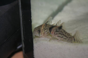 Corydoras schwartzi