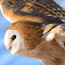 Soaring barn owl