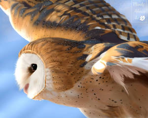 Soaring barn owl