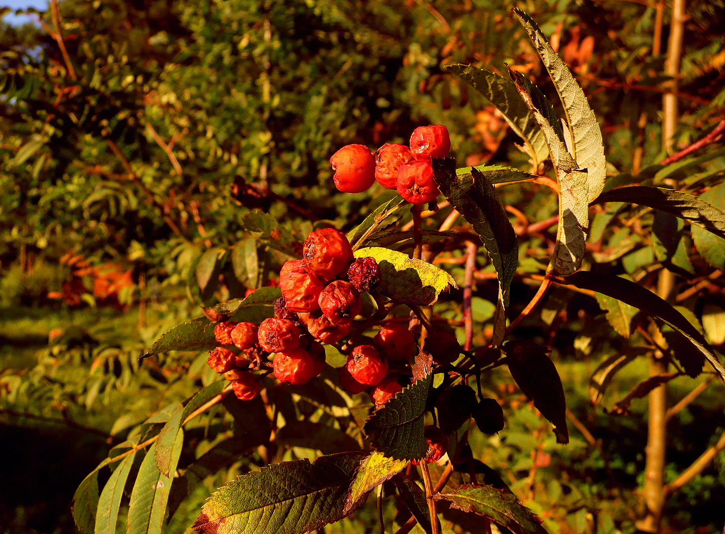 Mountain Ash