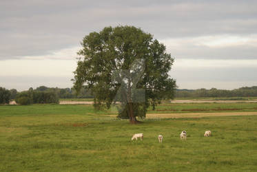 Sheeps and trees