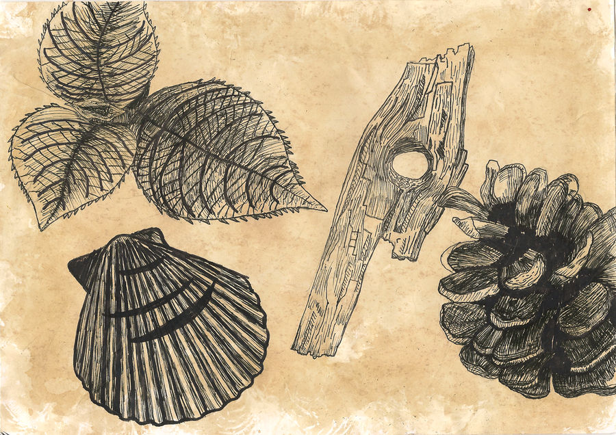 Natural Forms by BaysicInglish on DeviantArt