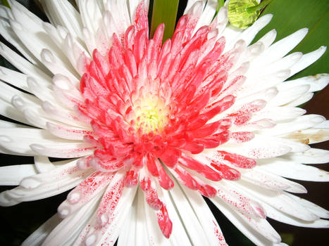 red and white flover