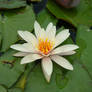 white water-lily