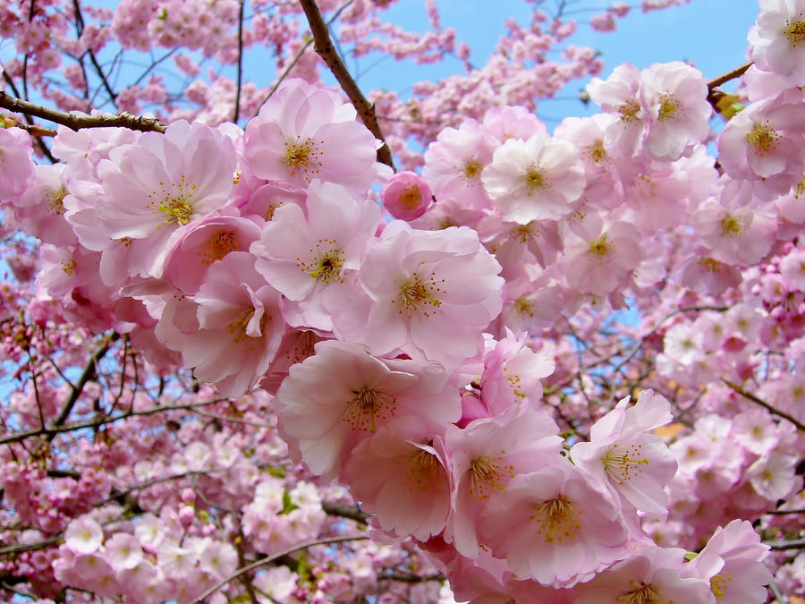 sakura blossom