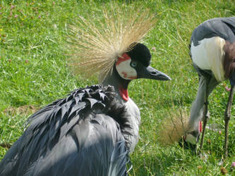 Cranes