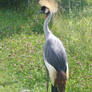 Posing crane