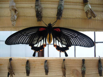 Newborn butterfly