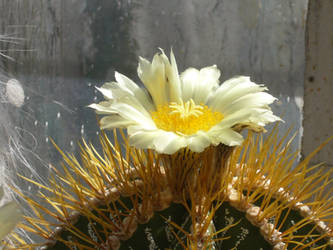 Cactus flower