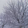 Snowy branches