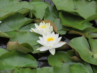Pair of water lilies