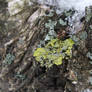 Lichen in snow