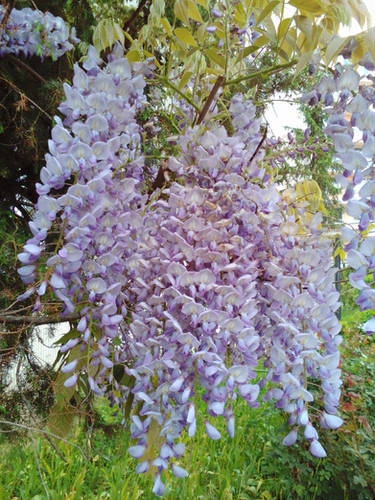 Wisteria