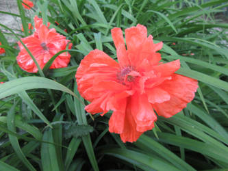 Red flowers