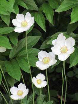 White flowers