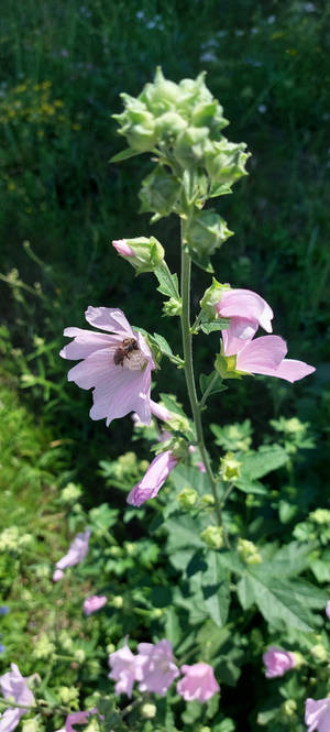 Bee in flower