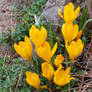 Yellow crocus