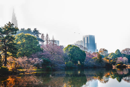 Shinjuku Blossom