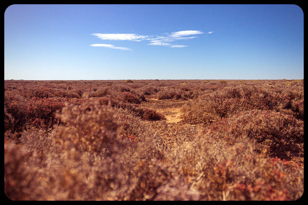 Desert Shrubs With Cloud