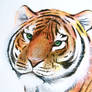 Tiger watercolour sketch