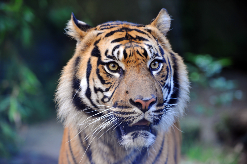 Big cat with stripes