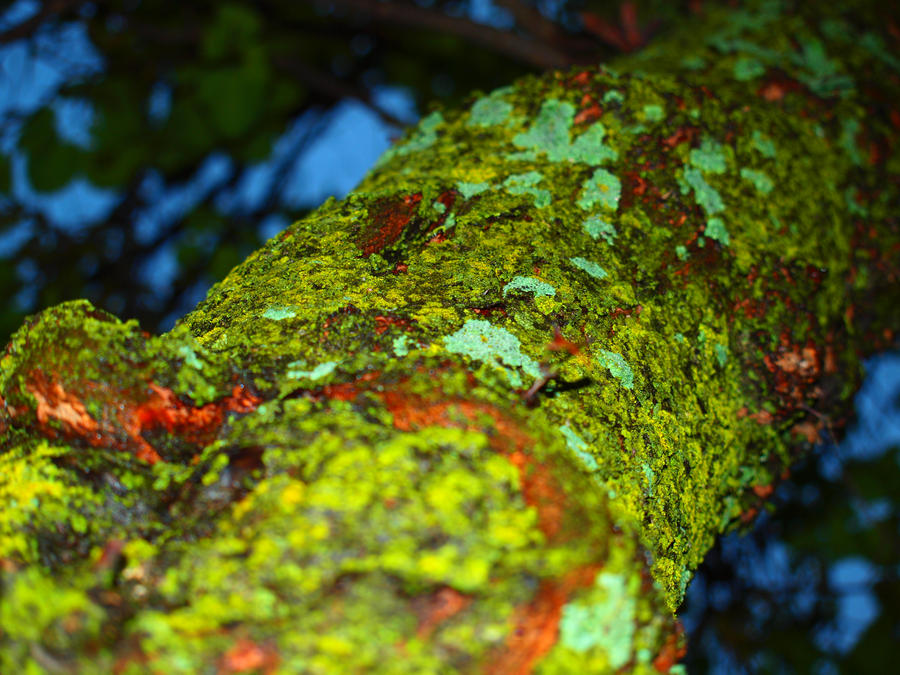 Tree Moss