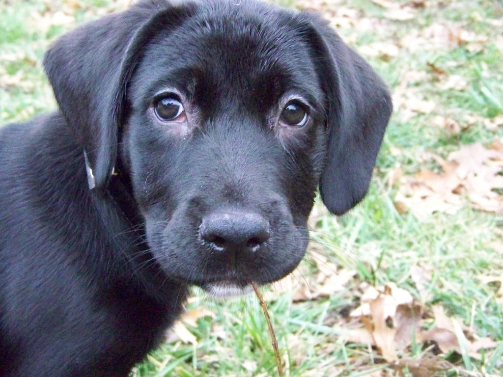 Ryleigh 100 1378 2010-01 by texasstarwildflower on DeviantArt