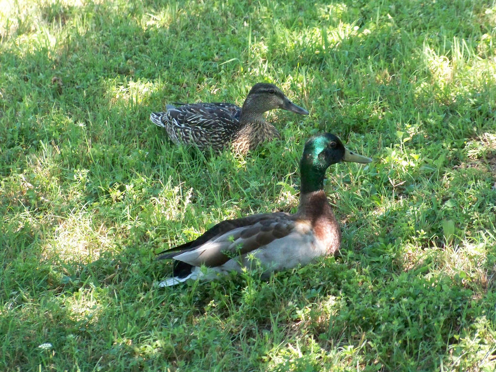 Mallard Ducks 100 5326 by texasstarwildflower on DeviantArt
