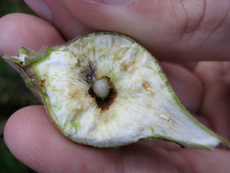 Gall Wasp Larva