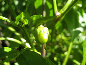 Pepper Plant