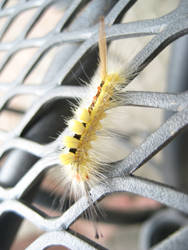 White-marked Tussock Moth