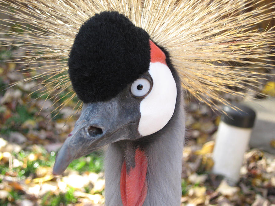 Crowned Crane