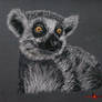 Lemur Catta