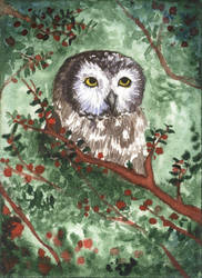 ACEO Northern Saw-Whet Owl