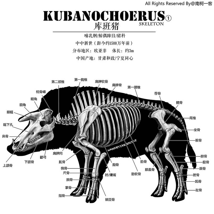 Kubanochoerus by nankeyike on DeviantArt