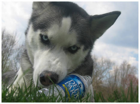 She doesnt drink from a bowl?